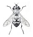 Tubifera tenax f