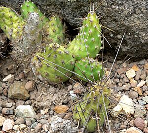 Tunilla soehrensii 1