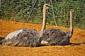 Two ostriches, Chessington World of Adventure and Zoo