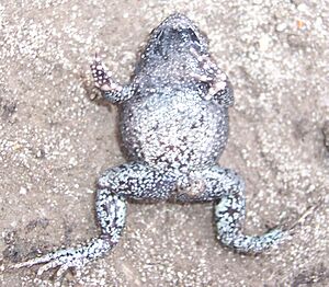 Uperoleia fusca underbelly