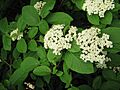 Viburnum lantana 001