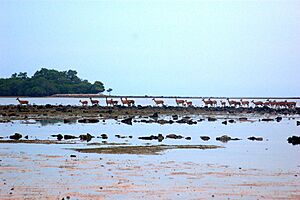 Wild Deers near Bama Point, Baluran