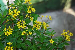 金英花 Galphimia glauca - panoramio