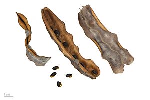 Acacia podalyriifolia MHNT.BOT.2009.13.19