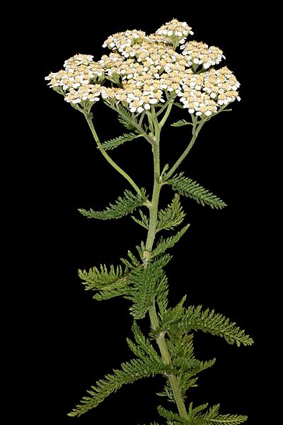 Achillea millefolium (bright)