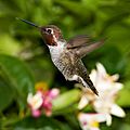 Anna's Hummingbird - male flying