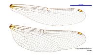 Antipodophlebia asthenes female wings (35012806576)