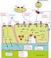Antisectetory drugs