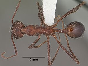 Aphaenogaster albisetosa casent0102824 dorsal 1