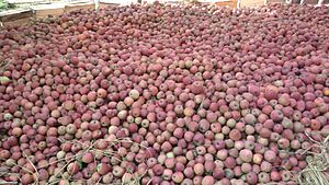Apples of tribjee arwani, Bijbehara 4