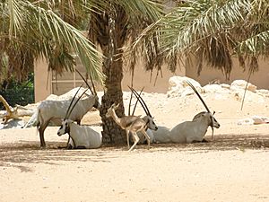 Arabian Oryx (8454554499)
