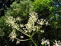 Aralia californica flower