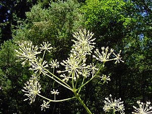 Aralia californica flower