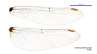 Archaeosynthemis spiniger female wings (34921506141)
