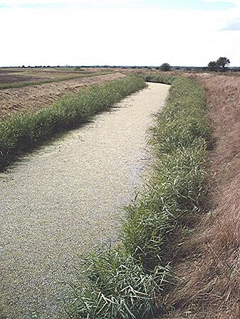 Asheldham Brook - geograph.org.uk - 507740