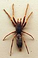AustralianMuseum spider specimen 57