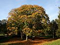 Autumnal Tree at Haden Hill Park - geograph.org.uk - 1078415