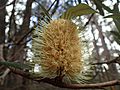 Banksia integrifolia subsp. monticola 02