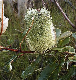 Banksia oblongifolia2 Georges River NP email.jpg