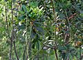 Barringtonia acutangula (Freshwater Mangrove) in Hyderabad W IMG 8316