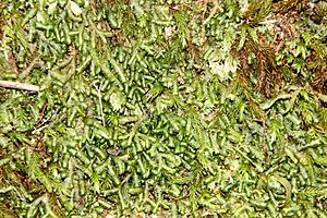 Bazzania liverwort Watagans.jpg