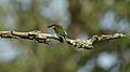 Bee-eater alongside Kabini river
