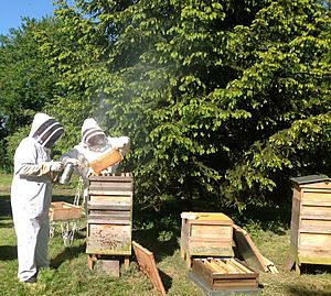 Bee keeping at Primrose Cottage, Little OAKLEY, Northants.