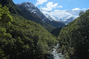 Beech forest in Rob Roy Valley towards Rob Roy Glacier