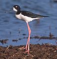 Black-necked Stilt