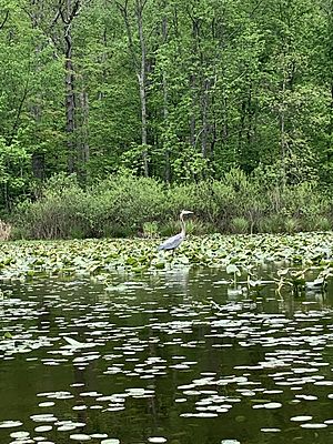 Blue Heron at Lake Towhee, May 2020