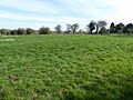 Bozeat Meadow 3