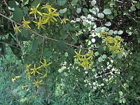 Brachyglottis sciadophila flowers
