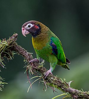 Brown-hooded Parrot (Pyrilia haematotis).jpg