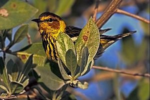 Cape may WARBLER X