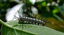 Caterpillar-ZebraLongwing-01 crop