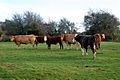 Cattle grazing near Hunningham - geograph.org.uk - 1575393