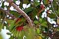 Cayman parrot (Amazona leucocephala caymanensis)