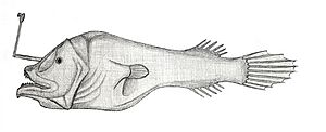 Centrophryne spinulosa.jpg