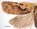 Cnephasia jactatana female