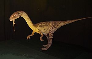 Coelophysis Animatronics model NHM2