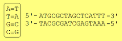 Complementarity (DNA)