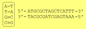 Complementarity (DNA)