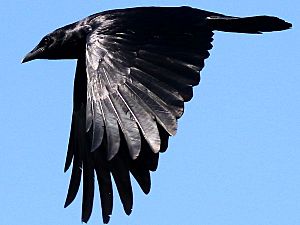 Corvus ossifragus-flying downstroke
