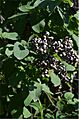 Corymbia torelliana fruit