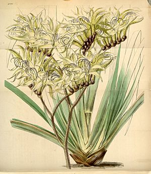 Curtis's Botanical Magazine, Plate 4291 (Volume 73, 1847)