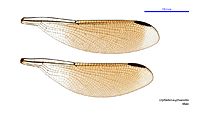 Diphlebia euphoeoides male wings (33984888534)