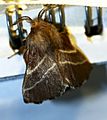 Eastern Tent Caterpillar Moth - Hodges-7701 (Malacosoma americana) -2 - 06.14.21