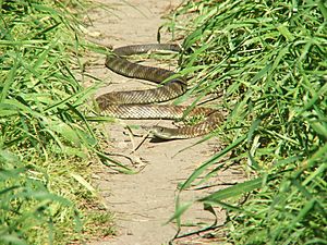 Eastern Tiger Snake