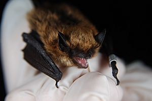 Eastern small-footed bat.jpg