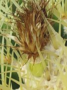 Echinocactus grusonii 13